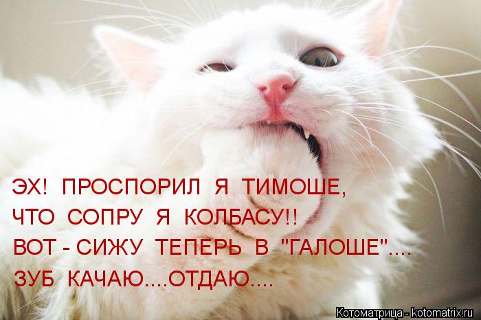Котоматрица: ЭХ!  ПРОСПОРИЛ  Я  ТИМОШЕ, ЧТО  СОПРУ  Я  КОЛБАСУ!! ВОТ - СИЖУ  ТЕПЕРЬ  В  "ГАЛОШЕ".... ЗУБ  КАЧАЮ....ОТДАЮ....