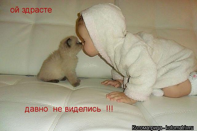 ой здрасте давно не виделись !!!... Котоматрица: ой здрасте давно не виделись !!!