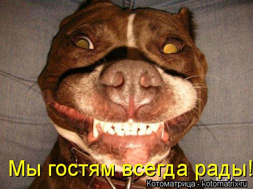 Котоматрица: Мы гостям всегда рады!