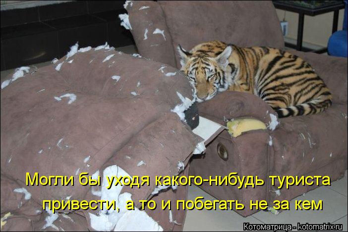 Могли бы уходя какого-нибудь туриста привести, а то и побегать не за кем... Котоматрица: Могли бы уходя какого-нибудь туриста привести, а то и побегать не за кем