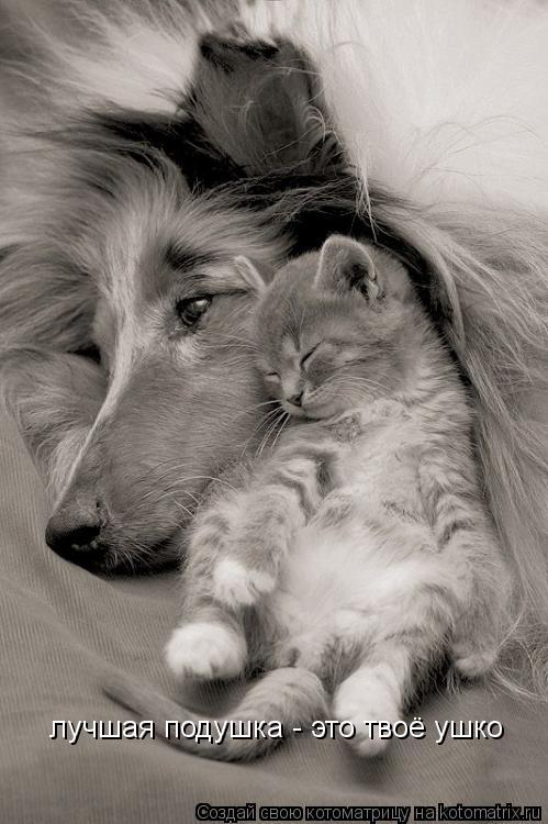 Котоматрица: лучшая подушка - это твоё ушко