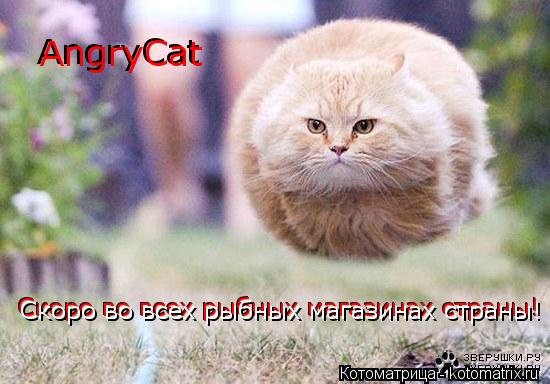Котоматрица: AngryCat AngryCat Скоро во всех рыбных магазинах страны! Скоро во всех рыбных магазинах страны! Скоро во всех рыбных магазинах страны!