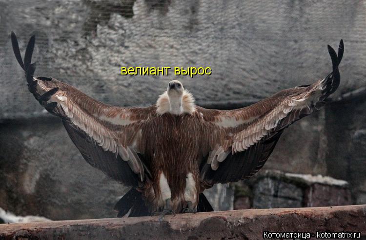 Котоматрица: велиант вырос