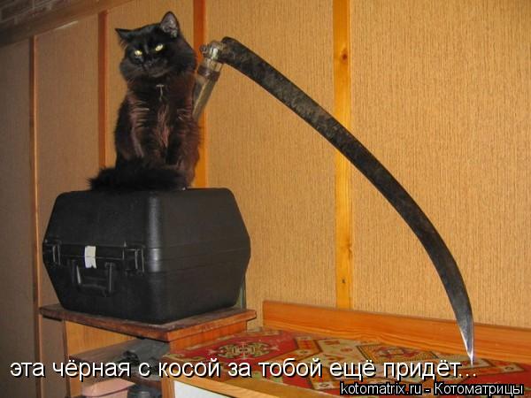 Котоматрица: эта чёрная с косой за тобой ещё придёт...