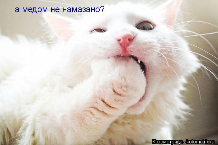 а медом не намазано?... Котоматрица: а медом не намазано?