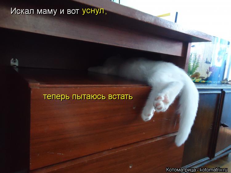 Искал маму и вот уснул , теперь пытаюсь встать... Котоматрица: Искал маму и вот уснул , теперь пытаюсь встать
