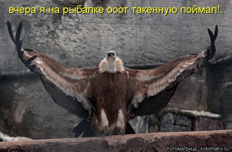 Котоматрица: вчера я на рыбалке ооот такенную поймал!..