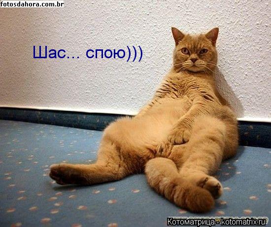 Котоматрица: Шас... спою)))