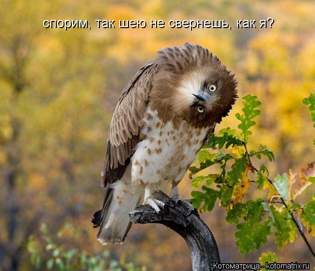 спорим, так шею не свернешь, как я?... Котоматрица: спорим, так шею не свернешь, как я?