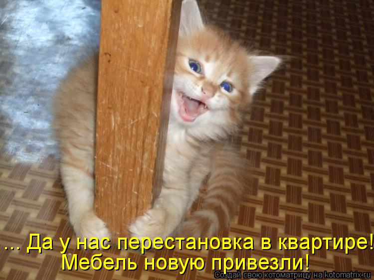 Котоматрица: ... Да у нас перестановка в квартире!  Мебель новую привезли!