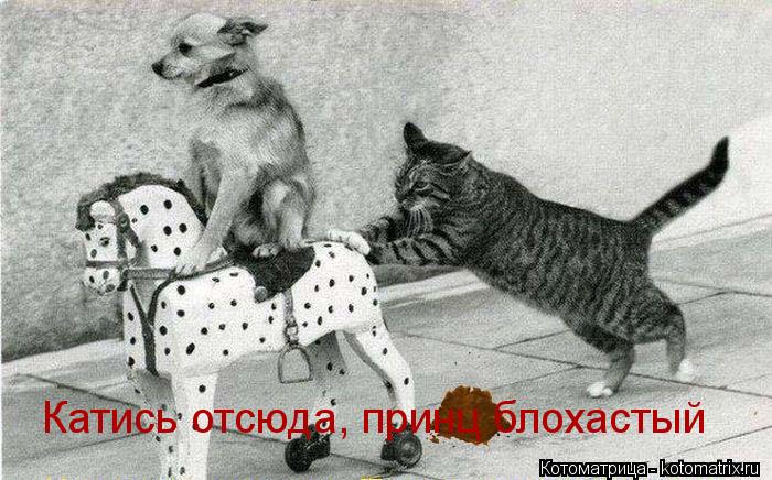 Котоматрица: Катись отсюда, принц блохастый