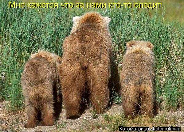 Мне кажется что за нами кто-то следит!... Котоматрица: Мне кажется что за нами кто-то следит!