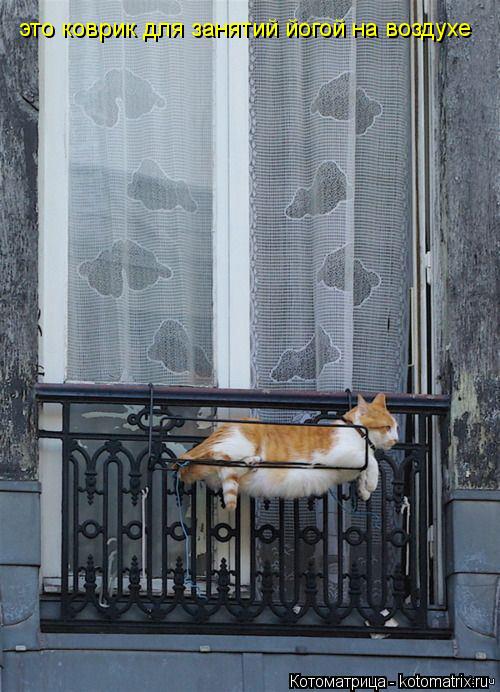 Котоматрица: это коврик для занятий йогой на воздухе