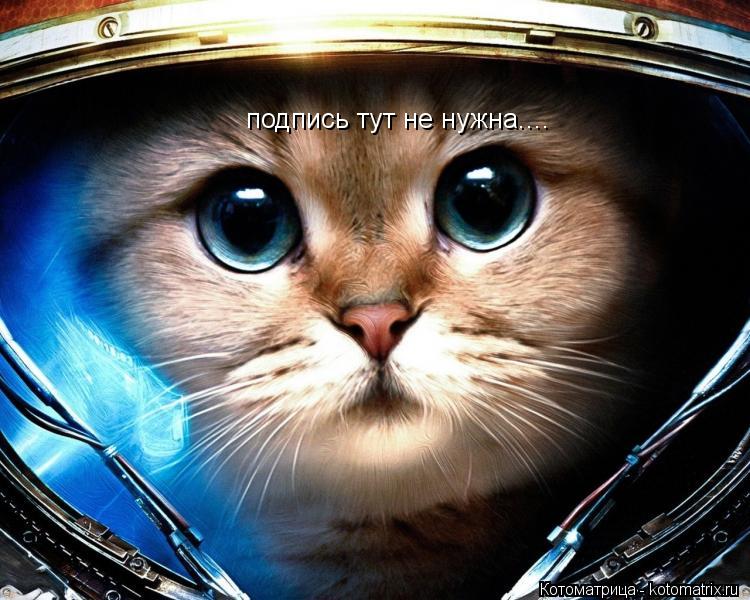 Котоматрица: подпись тут не нужна....