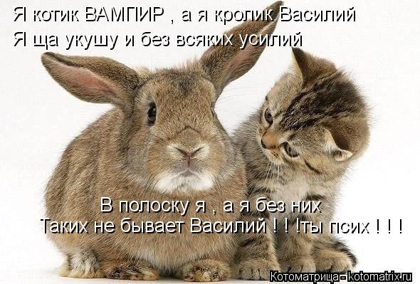 Котоматрица: Я котик ВАМПИР , а я кролик Василий Я ща укушу и без всяких усилий В полоску я , а я без них Таких не бывает Василий ! ! !ты псих ! ! !