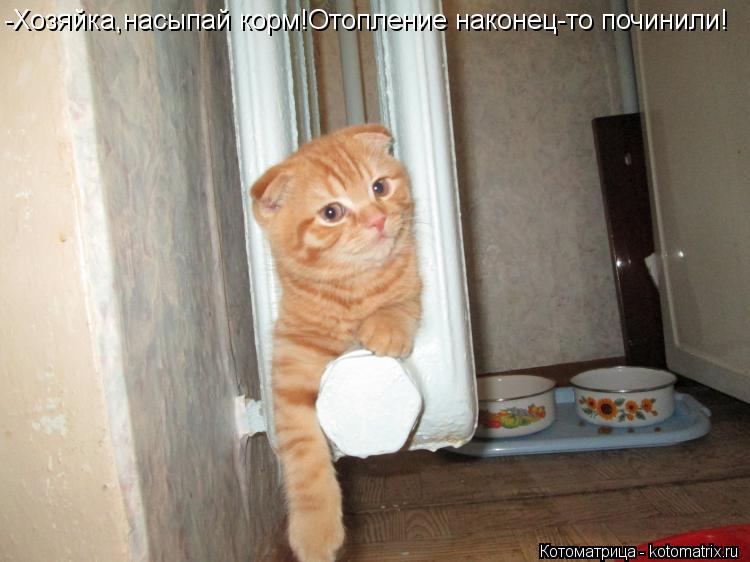 Котоматрица: -Хозяйка,насыпай корм!Отопление наконец-то починили!