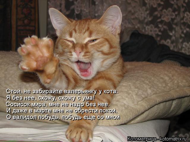Котоматрица: Стой, не забирайте валерьянку у кота. Я без нее, схожу, схожу с ума! Сосисок мира, мне не надо без нее. И даже в марте мне не обрести покой. О вал