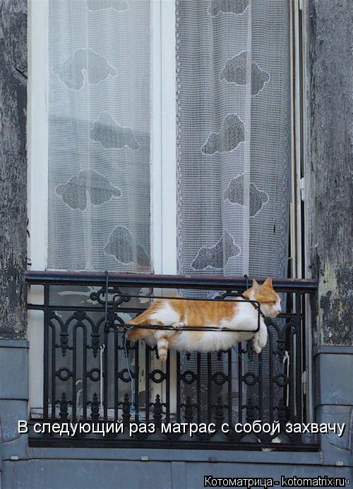 Котоматрица: В следующий раз матрас с собой захвачу