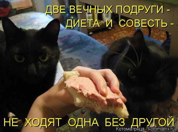 Котоматрица: ДВЕ ВЕЧНЫХ ПОДРУГИ - ДИЕТА  И  СОВЕСТЬ - НЕ  ХОДЯТ  ОДНА  БЕЗ  ДРУГОЙ !