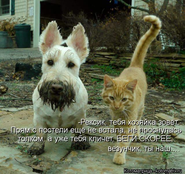 Котоматрица: -Рексик, тебя хозяйка зовёт. Прям с постели ещё не встала, не проснулась толком, а уже тебя кличет, БЕГИ СКОРЕЕ, везунчик, ты наш....