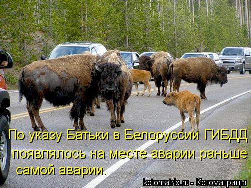 Котоматрица: По указу Батьки в Белоруссии ГИБДД появлялось на месте аварии раньше самой аварии.