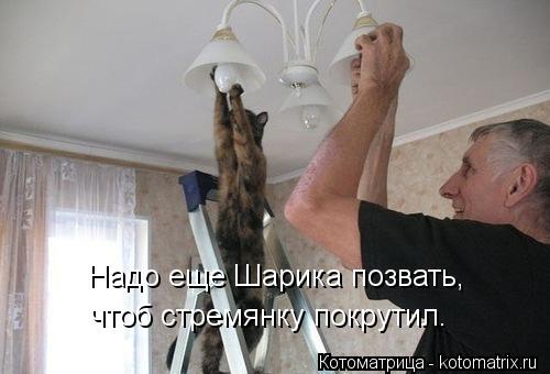Котоматрица: Надо еще Шарика позвать,  чтоб стремянку покрутил.