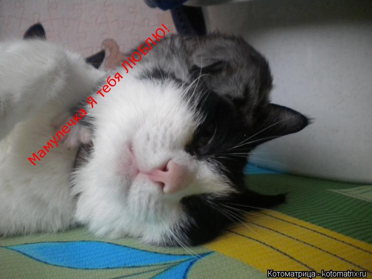 Котоматрица: Мамулечка Я тебя ЛЮБЛЮ!