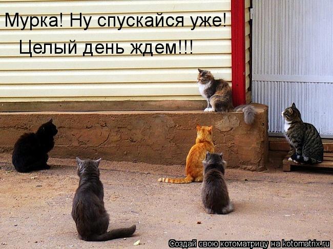Котоматрица: Мурка! Ну спускайся уже! Целый день ждем!!!