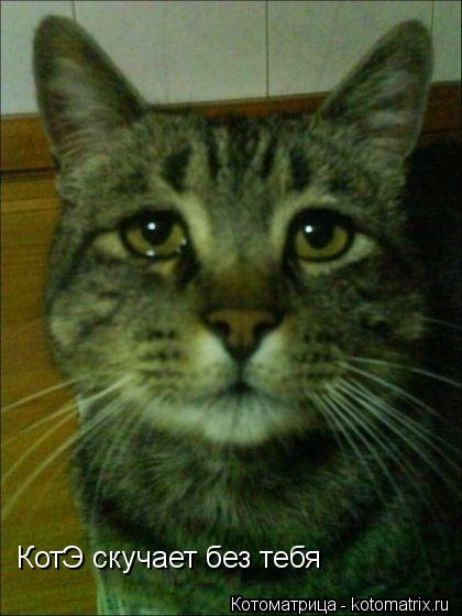 Котоматрица: КотЭ скучает без тебя