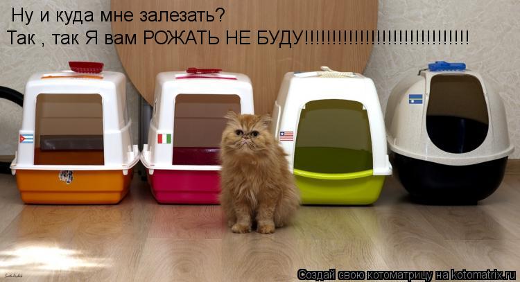 Ну и куда мне залезать? Так , так Я вам РОЖАТЬ НЕ БУДУ!!!!!!!!!!!!!!!!!!!!!!!!!!!!!!... Котоматрица: Ну и куда мне залезать? Так , так Я вам РОЖАТЬ НЕ БУДУ!!!!!!!!!!!!!!!!!!!!!!!!!!!!!!