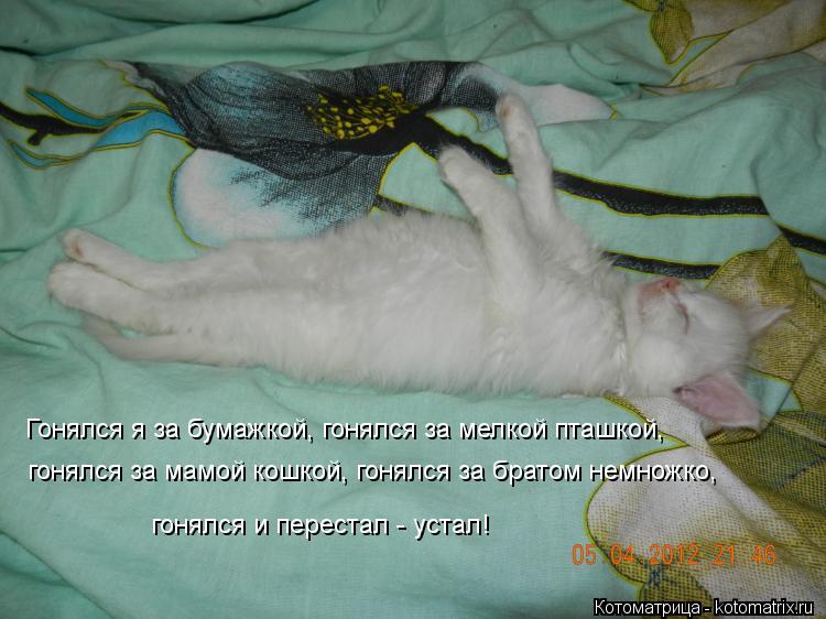 Котоматрица: Гонялся я за бумажкой, гонялся за мелкой пташкой,  гонялся за мамой кошкой, гонялся за братом немножко,  гонялся и перестал - устал!