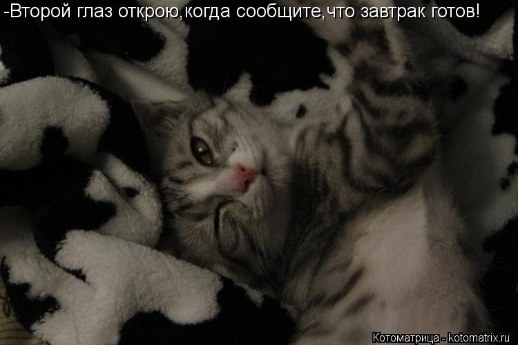 Котоматрица: -Второй глаз открою,когда сообщите,что завтрак готов!