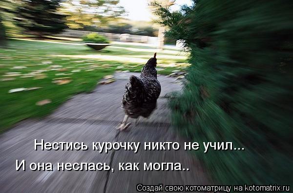 Котоматрица: Нестись курочку никто не учил... И она неслась, как могла..
