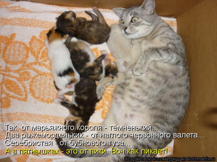 Кто сказал "МЯУ"?