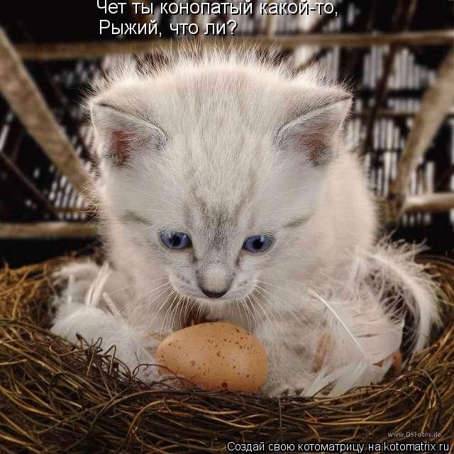 Котоматрица: Чет ты конопатый какой-то, Рыжий, что ли?
