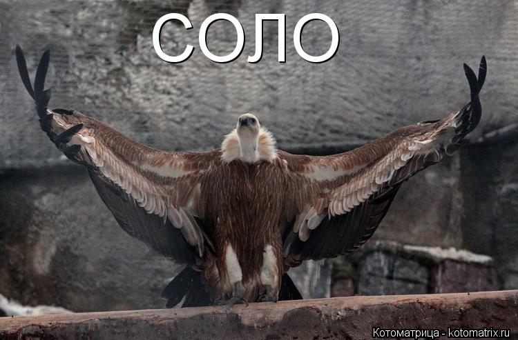 Котоматрица: СОЛО