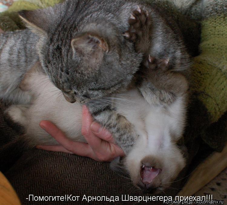 Котоматрица: -Помогите!Кот Арнольда Шварцнегера приехал!!!