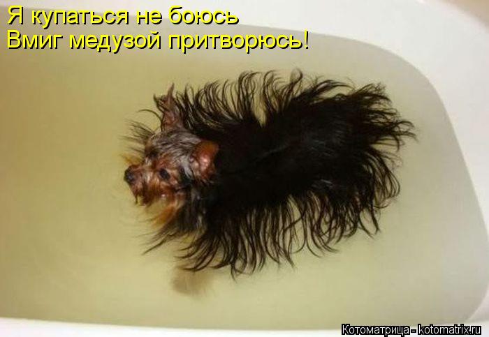 Котоматрица: Я купаться не боюсь  Вмиг медузой притворюсь!