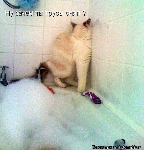 Котоматрица: Ну зачем ты трусы снял ?