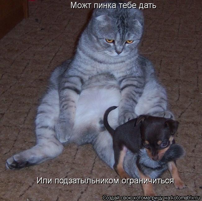 Котоматрица: Можт пинка тебе дать Или подзатыльником ограничиться