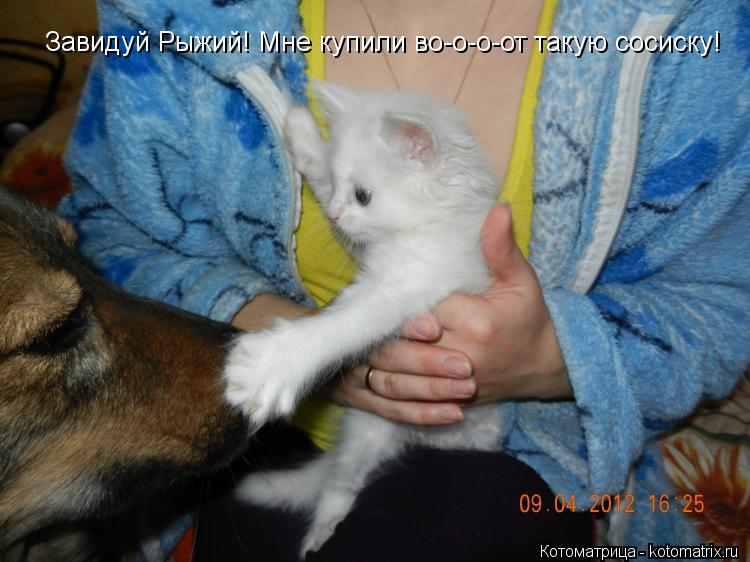 Завидуй Рыжий! Мне купили во-о-о-от такую сосиску!... Котоматрица: Завидуй Рыжий! Мне купили во-о-о-от такую сосиску!