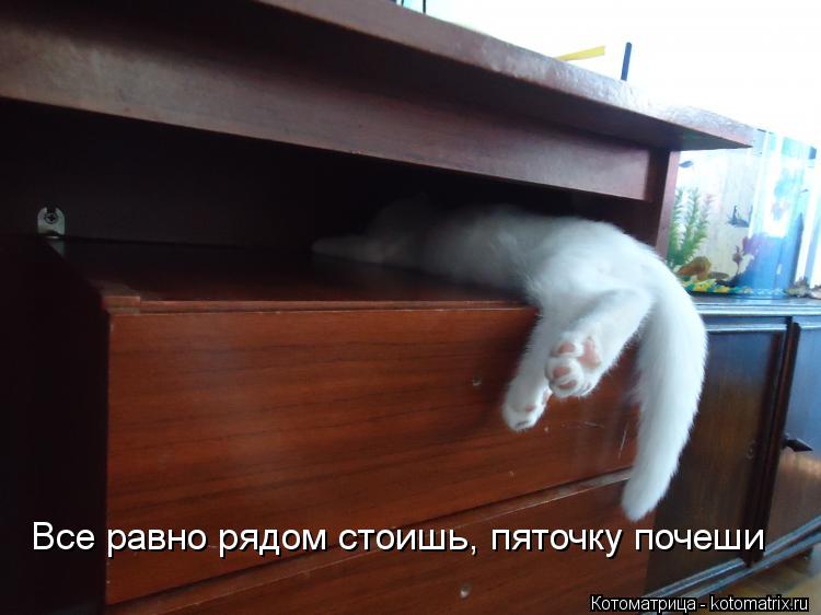 Котоматрица: Все равно рядом стоишь, пяточку почеши