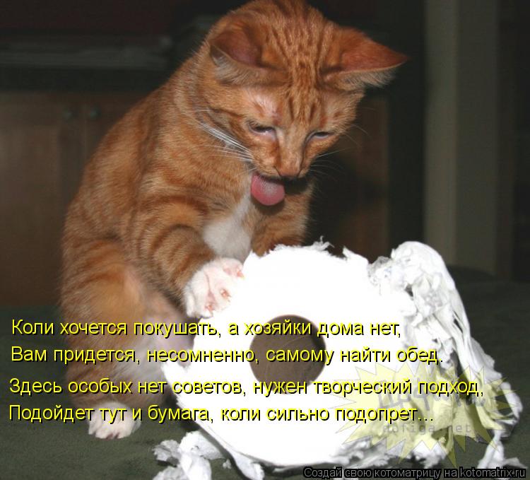 Котоматрица: Коли хочется покушать, а хозяйки дома нет, Вам придется, несомненно, самому найти обед. Здесь особых нет советов, нужен творческий подход, По