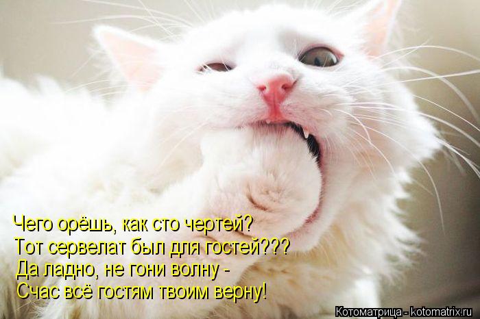 Чего орёшь, как сто чертей? Тот сервелат был для гостей??? Да ладно, не гони волну - Счас всё гостям ... Котоматрица: Чего орёшь, как сто чертей? Тот сервелат был для гостей??? Да ладно, не гони волну - Счас всё гостям твоим верну!