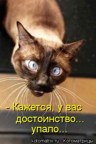- Кажется, у вас достоинство... упало...... Котоматрица: - Кажется, у вас достоинство... упало...