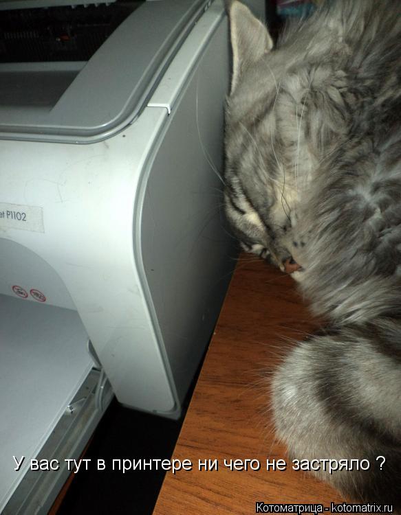 Котоматрица: У вас тут в принтере ни чего не застряло ?