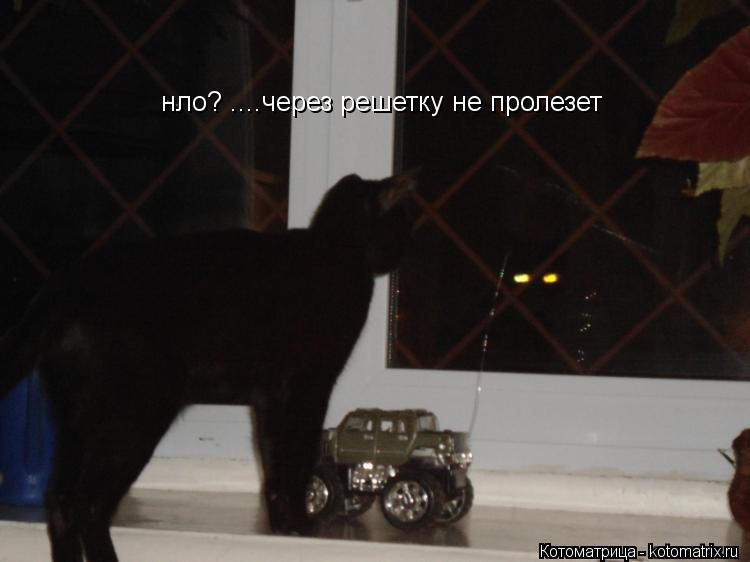 нло? ....через решетку не пролезет... Котоматрица: нло? ....через решетку не пролезет