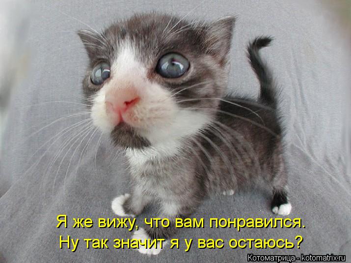 Котоматрица: Я же вижу, что вам понравился. Ну так значит я у вас остаюсь?