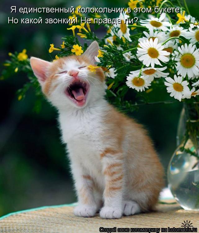 Котоматрица: Я единственный колокольчик в этом букете.  Но какой звонкий! Не правда ли?