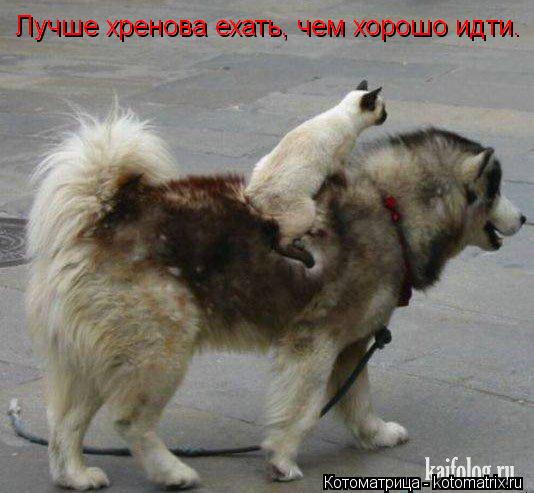 Котоматрица: Лучше хренова ехать, чем хорошо идти. Лучше хренова ехать, чем хорошо идти.